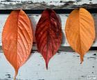 Три различных Разноцветные осенние листья